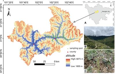 Geographical equations of Swertia mussotii bioactivities: evidence from the western Sichuan region of China